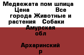 Медвежата пом шпица › Цена ­ 40 000 - Все города Животные и растения » Собаки   . Амурская обл.,Архаринский р-н